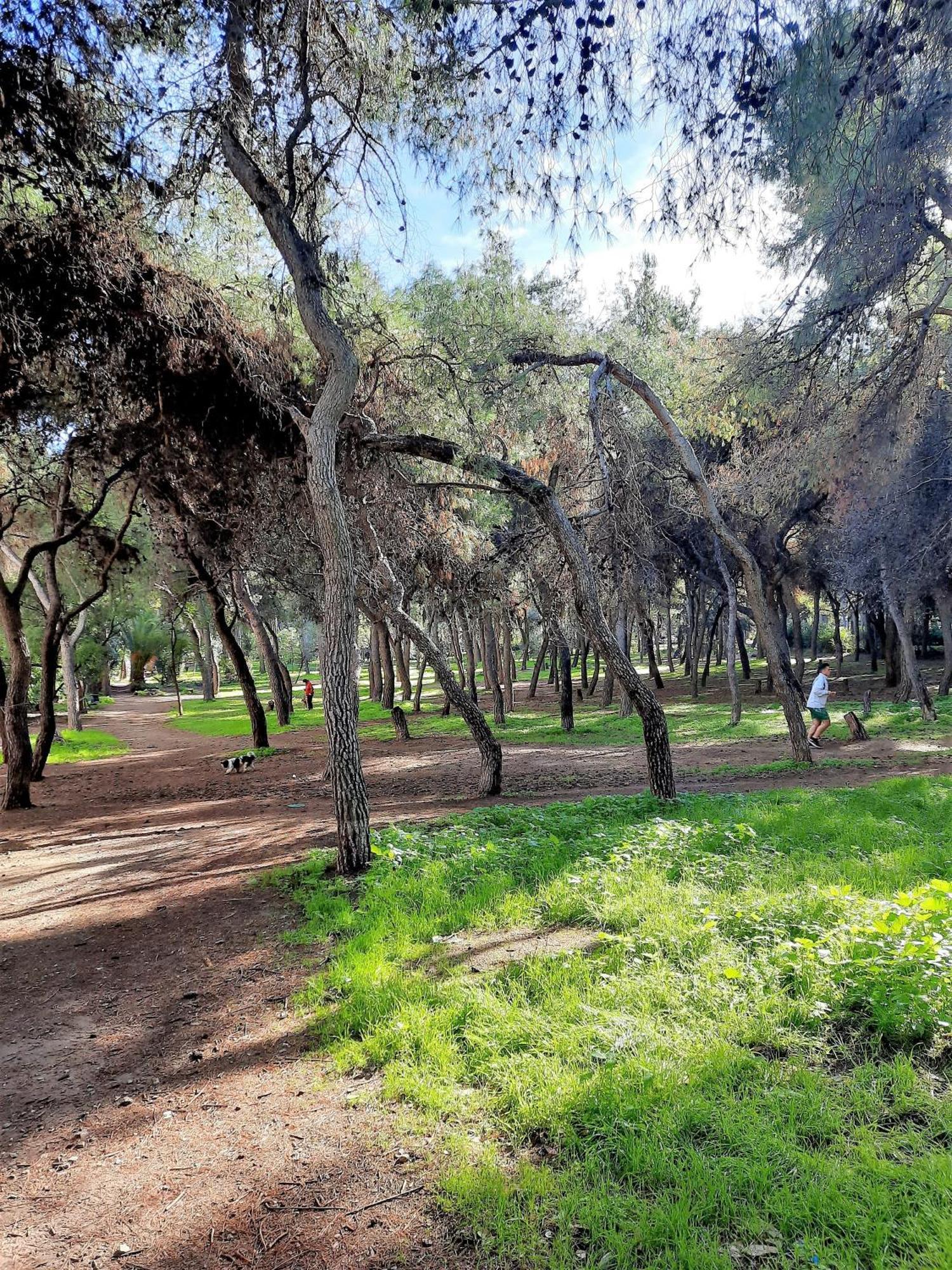 Cozy In Ilisia With Urban Forest View Athens